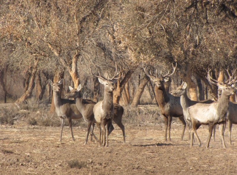 Данные учета бухарских оленей | Экология: Фото, Туризм, Узбекистан
