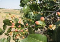 PISTACHIO MAY BE THE MAIN TREE IN THE FOOTHILLS OF UZBEKISTAN
