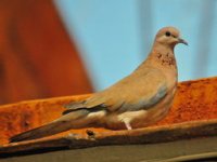Запущен сайт о птицах Узбекистана