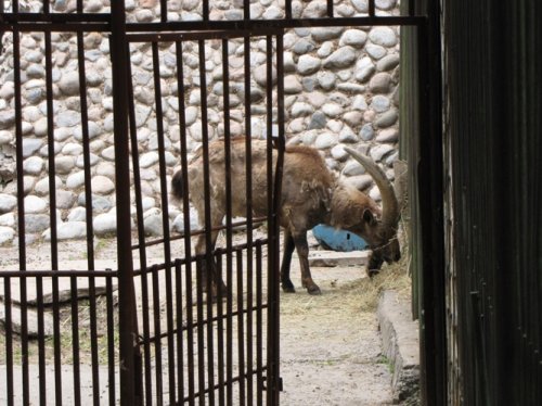 В будний день в Алматинском  зоопарке