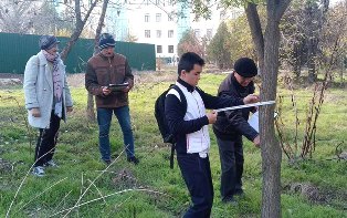 Волонтеры продолжают инвентаризацию деревьев у ташкентского стадиона «Пахтакор»