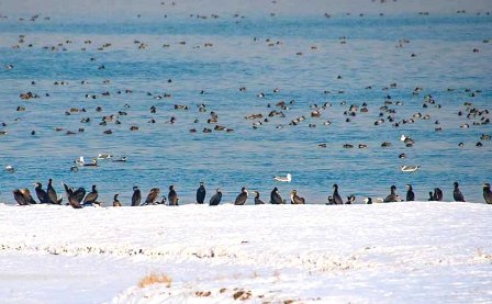 Январская перепись водоплавающих птиц в Узбекистане в 2023 году