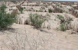 Лесопосадки на осушенном дне  Аральского моря и в Приаралье в  2022 году и планы на  2023 год