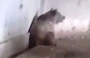 Свалки — приманка для медведей