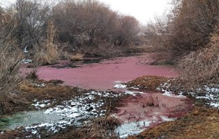 Доклад WWF: водный кризис угрожает продовольственной безопасности и устойчивости
