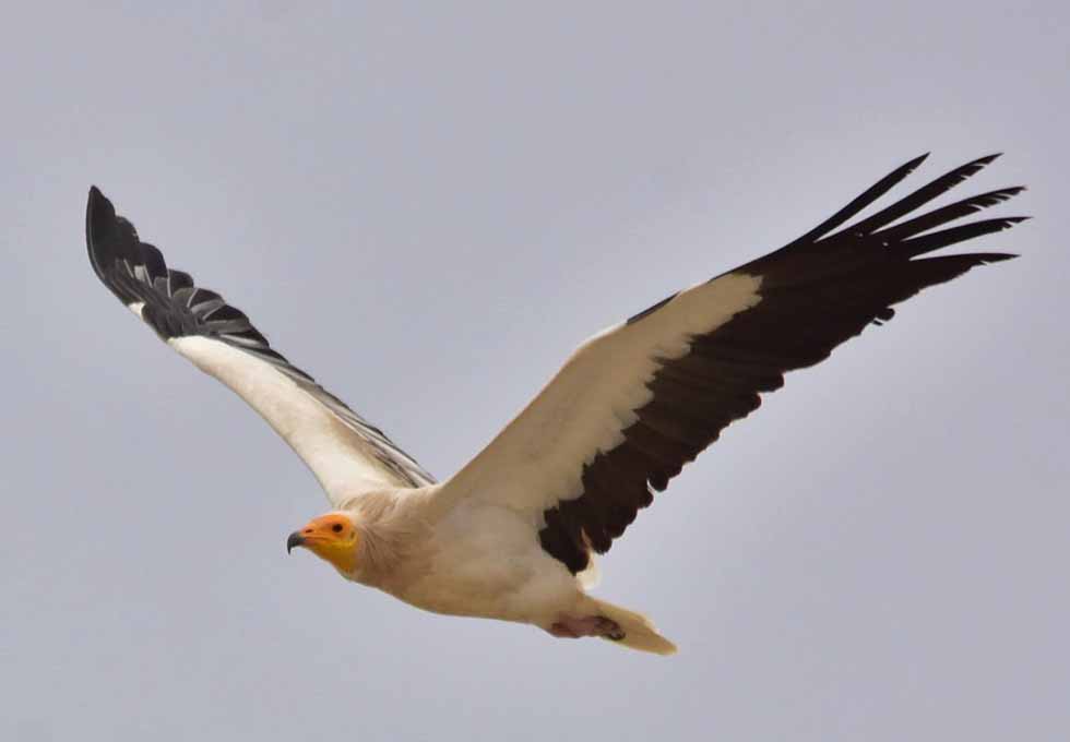 Cайту birds.uz исполнилось 9 лет. Поздравляем!