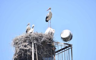 Узбекистанцы участвуют в VIII Международной переписи белого аиста