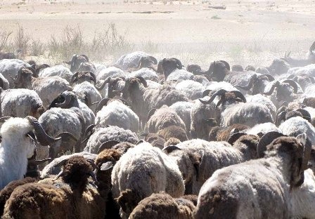 Что делать, чтобы сохранить пастбища и развивать пастбищные хозяйства в Узбекистане?