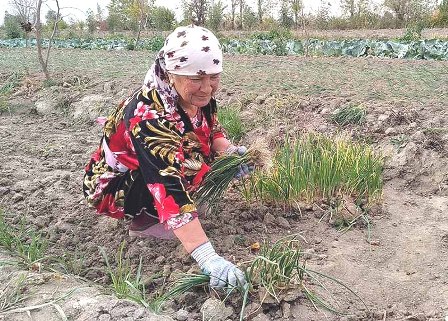 Фермерам Узбекистана предлагают в аренду тысячи гектаров земли