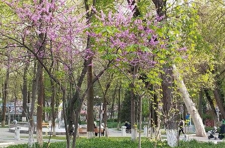 Фото из апрельских прогулок по Ташкенту