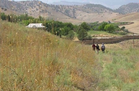 Генассамблея ООН приняла резолюцию, направленную на восстановление лесов